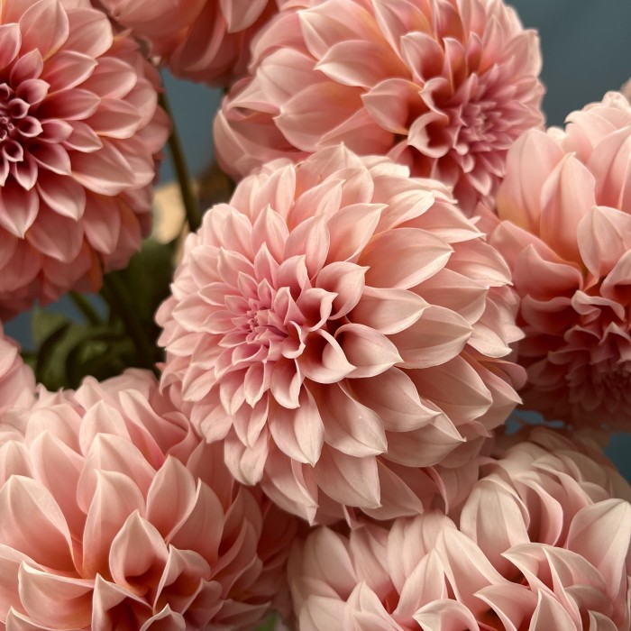 Георгин лососевый