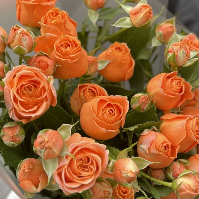 5 оранжевых кустовых пионовидных роз Коралл Бабл