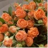 7 оранжевых кустовых пионовидных роз Коралл Бабл