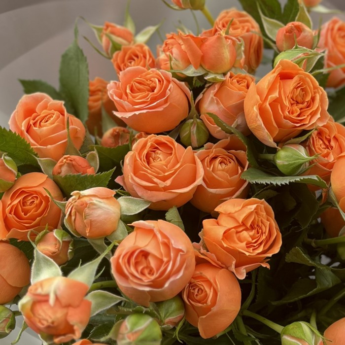 7 оранжевых кустовых пионовидных роз Коралл Бабл 40 см