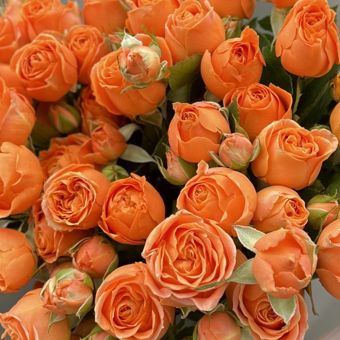 9 оранжевых кустовых пионовидных роз Коралл Бабл