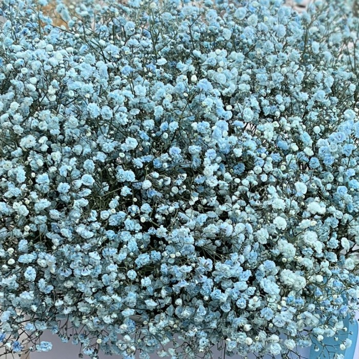 21 голубая гипсофила в коробке