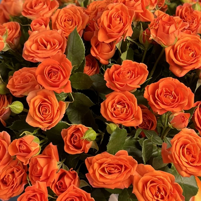 21 оранжевая кустовая роза Чарминг Бейб в коробке