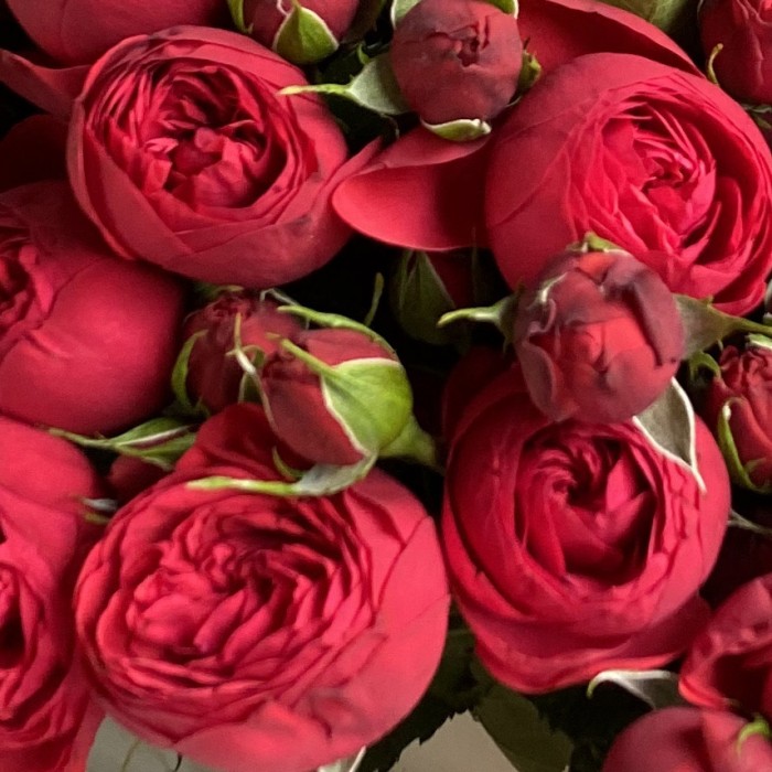 Розы Ред Пиано