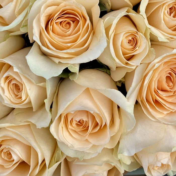 51 роза Пич аваланш