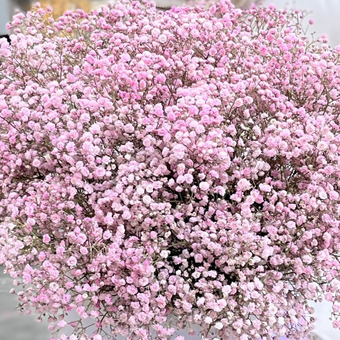 21 розовая гипсофила в коробке