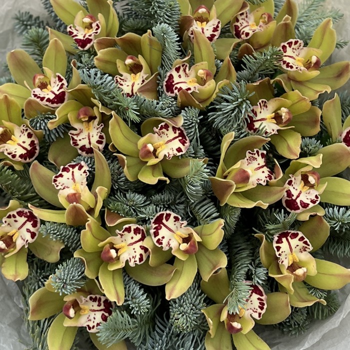 21 зеленая орхидея с нобилисом