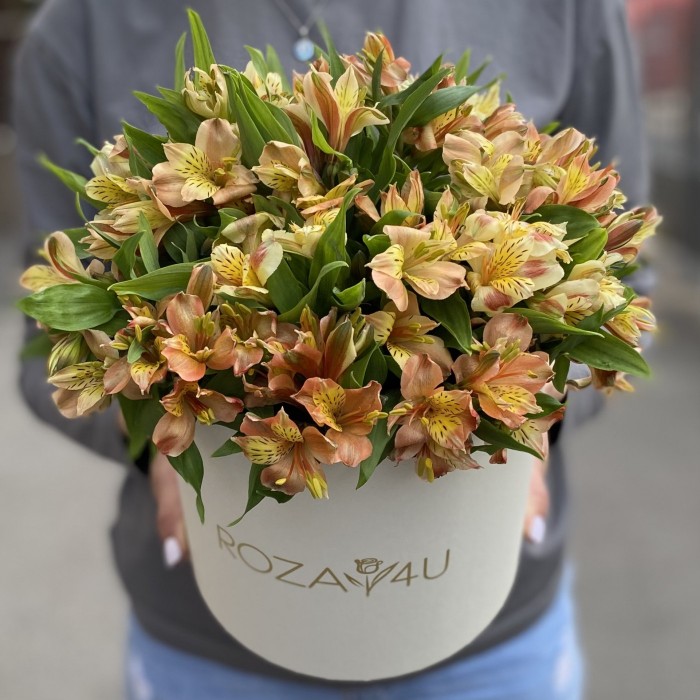 21 оранжевая альстромерия в коробке