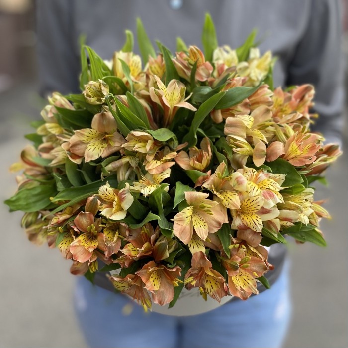 21 оранжевая альстромерия в коробке