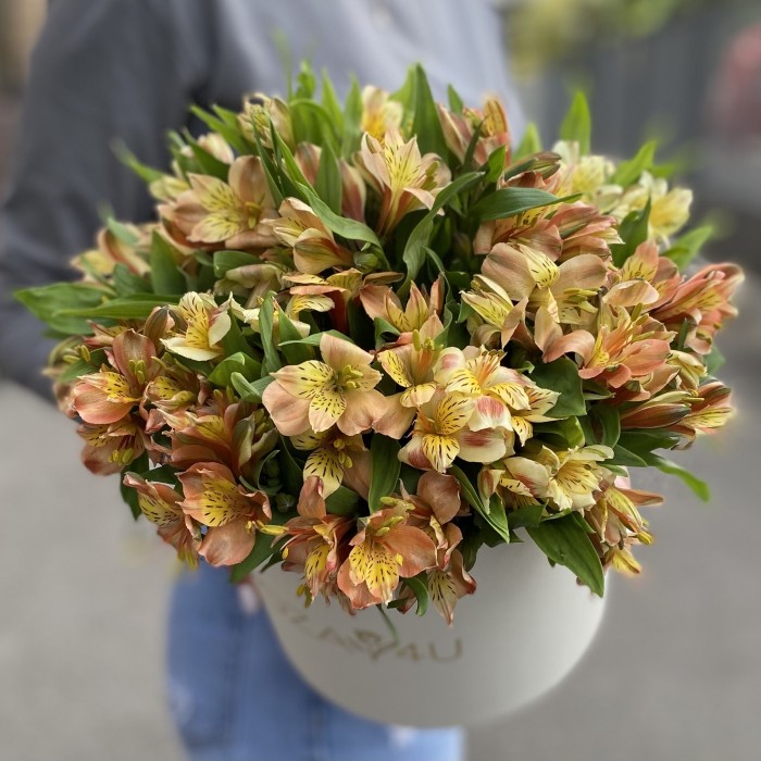 21 оранжевая альстромерия в коробке