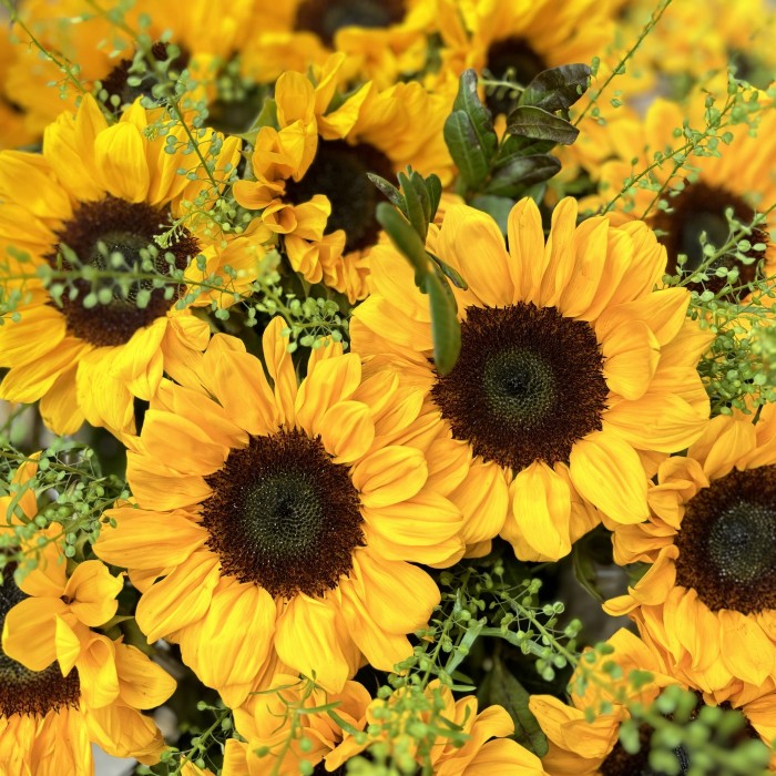 21 подсолнух с гринбеллом в корзине