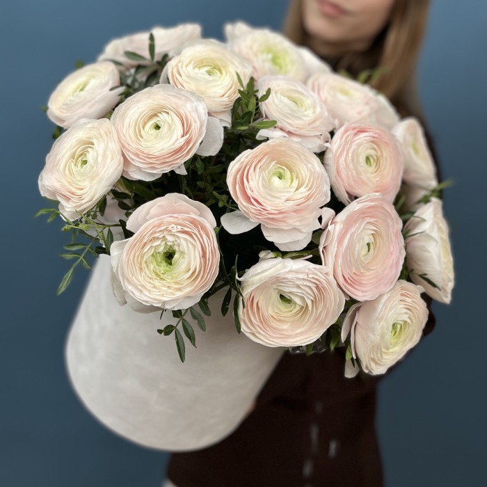 25 пышных ранункулюсов Ханой в бархатной коробке