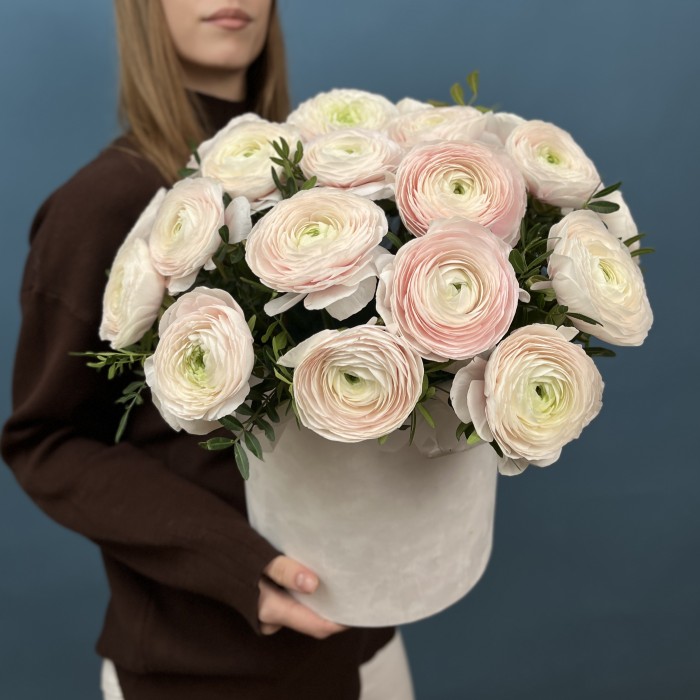 25 пышных ранункулюсов Ханой в бархатной коробке