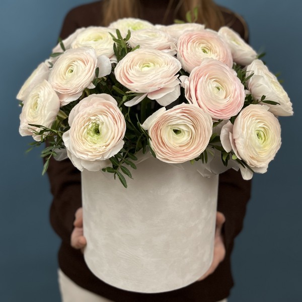 25 пышных ранункулюсов Ханой в бархатной коробке