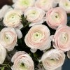 25 пышных ранункулюсов Ханой в бархатной коробке