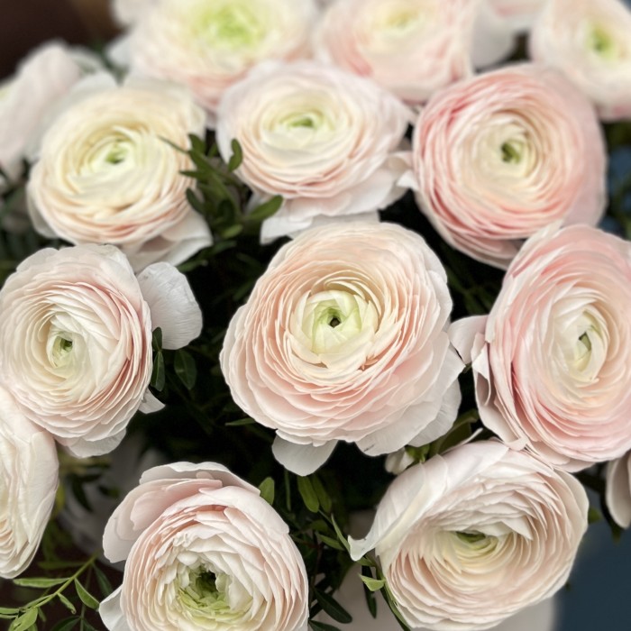 25 пышных ранункулюсов Ханой в бархатной коробке