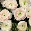 25 пышных ранункулюсов Ханой в корзине