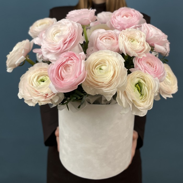 25 пышных розовых и розово-белых Ранункулбсов в коробке