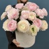 25 пышных розовых и розово-белых Ранункулбсов в коробке