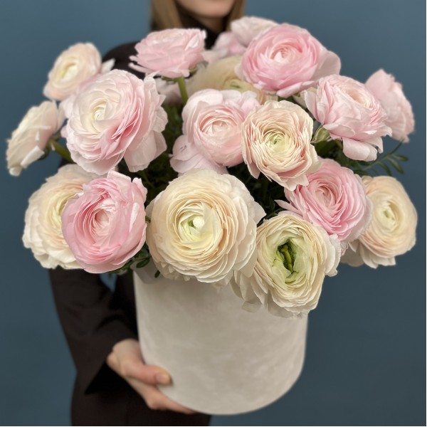 25 пышных розовых и розово-белых Ранункулбсов в коробке