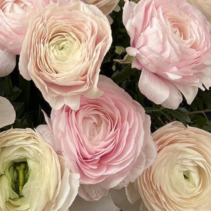 25 пышных розовых и розово-белых Ранункулбсов в коробке