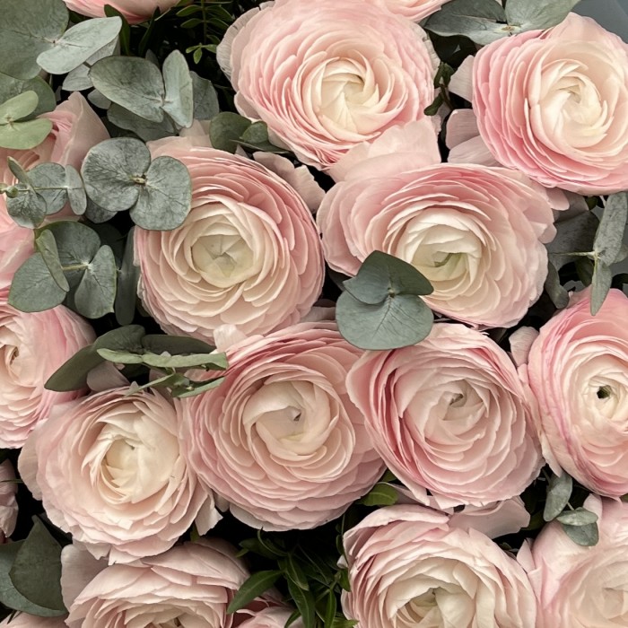 25 пышных розовых ранункулюсов с эвкалиптом