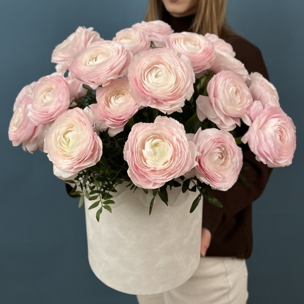 25 пышных розовых ранункулюсов в бархатной коробке