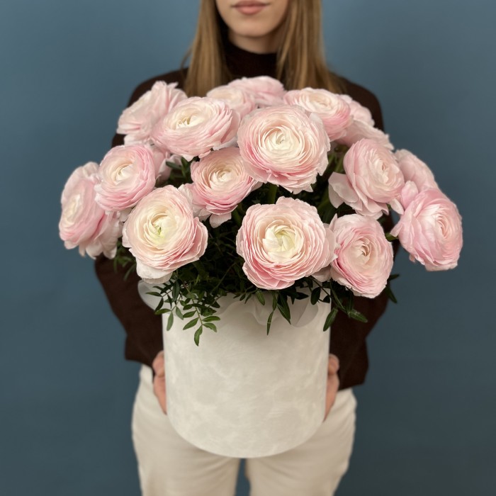 25 пышных розовых ранункулюсов в бархатной коробке