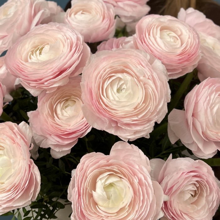 25 пышных розовых ранункулюсов в бархатной коробке