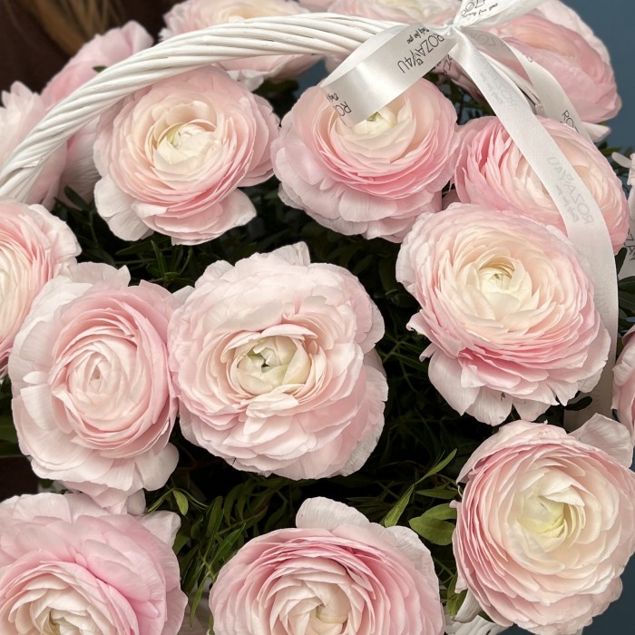 25 пышных розовых ранункулюсов в корзине