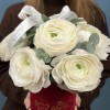 7 пышных белых ранункулюсов в бархатной коробке