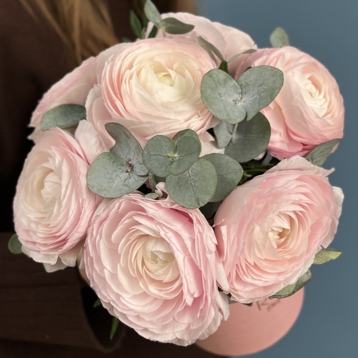 7 пышных розовых ранункулюсов в коробке