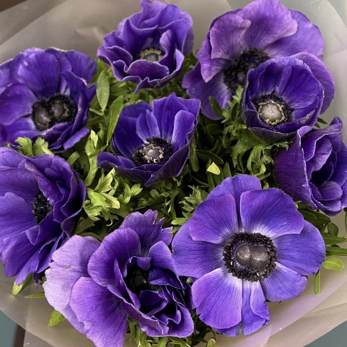 9 необыкновенных синих Анемонов