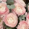 9 пышных розовых ранункулюсов в квадратной коробке