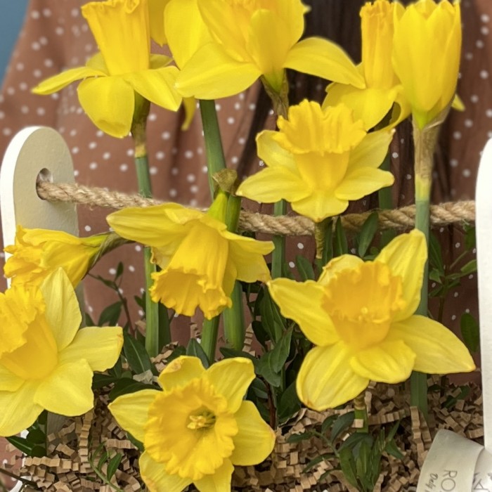 11 нарциссов в деревянном кашпо