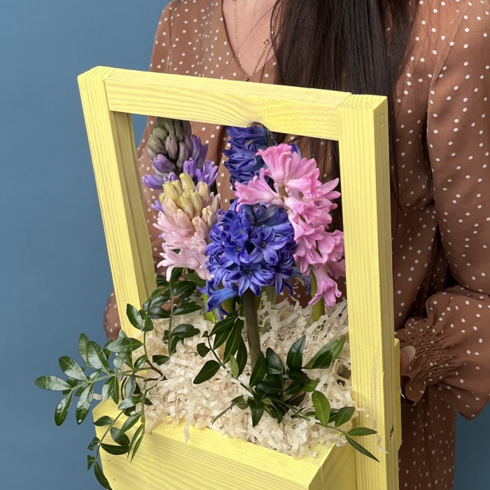 5 ароматных гиацинтов в кашпо