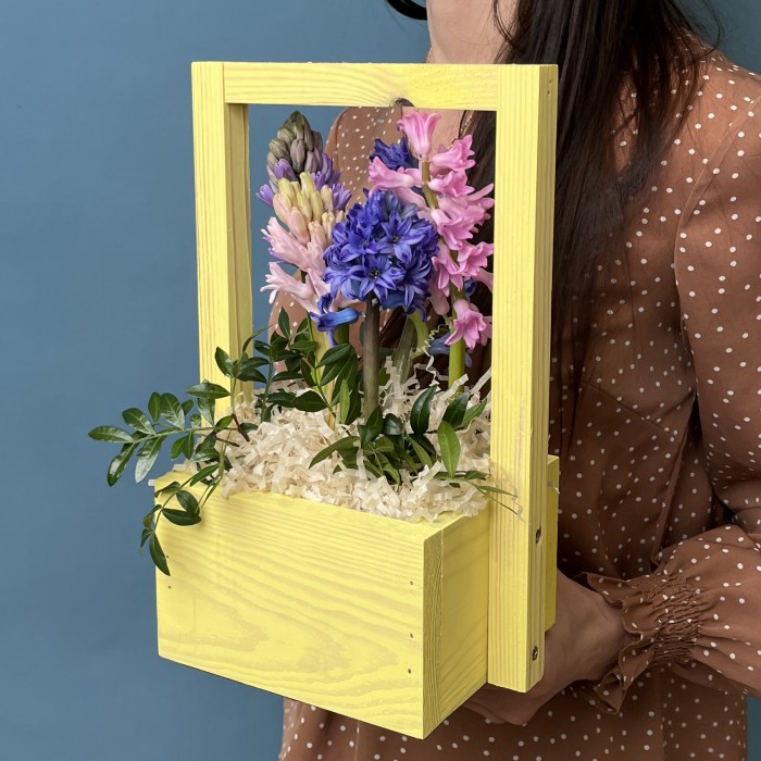 5 ароматных гиацинтов в кашпо