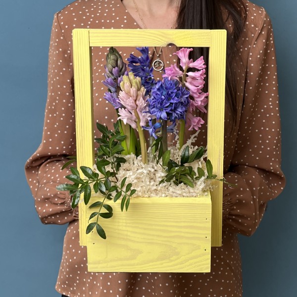 5 ароматных гиацинтов в кашпо