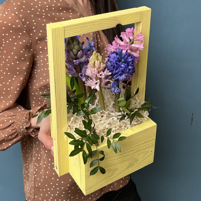 5 ароматных гиацинтов в кашпо