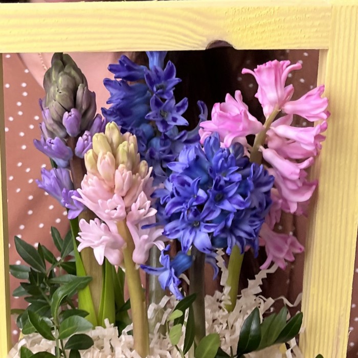 5 ароматных гиацинтов в кашпо