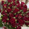 15 красных кустовых роз Рубикон 60 см