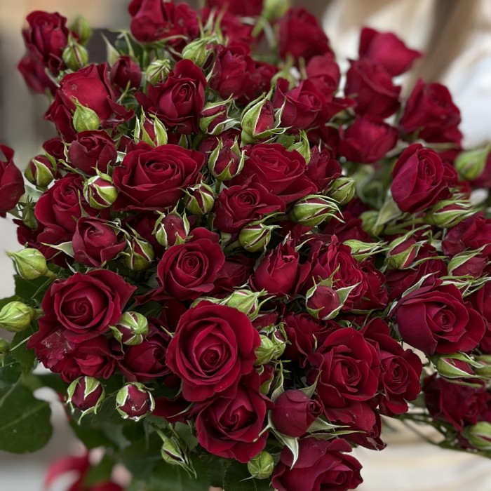 15 красных кустовых роз Рубикон 60 см