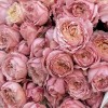 15 кустовых пионовидных персиковых роз Джульетта 50 см