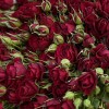 25 красных кустовых роз Рубикон 60 см