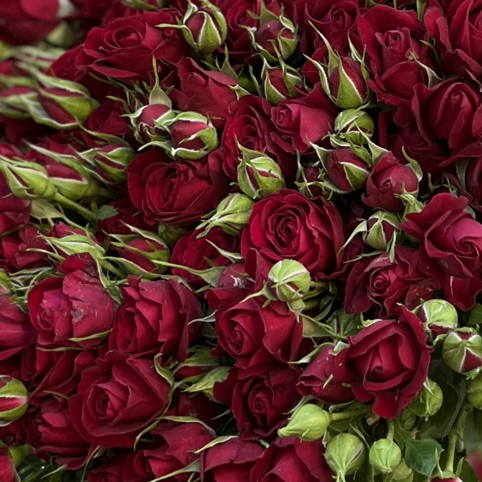 25 красных кустовых роз Рубикон 60 см