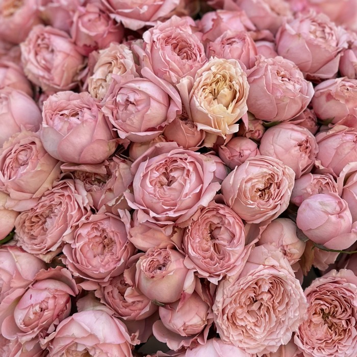 25 кустовых персиковых роз Джульетта 50 см