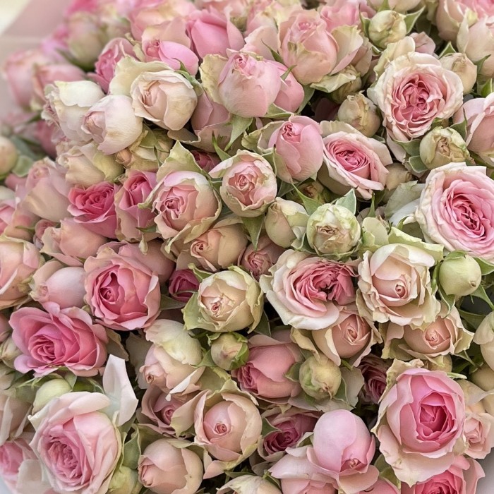 25 розовых кустовых роз Динара 40 см
