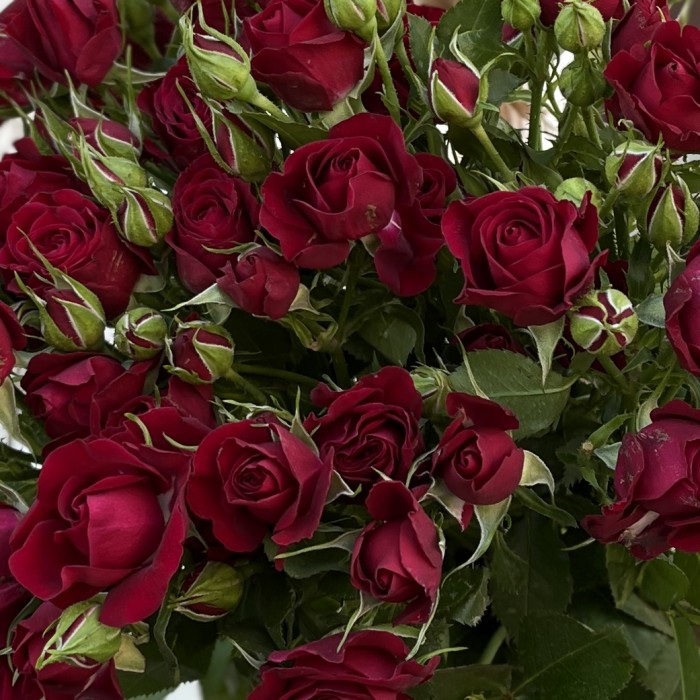 9 красных кустовых роз Рубикон 60 см