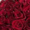 Бордовая Роза Эвер ред 70 см