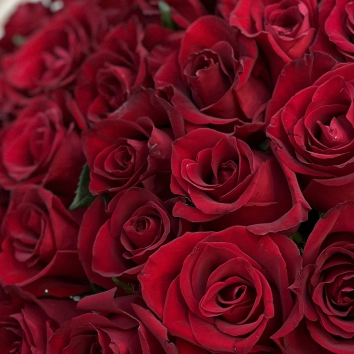 Бордовая Роза Эвер ред 70 см